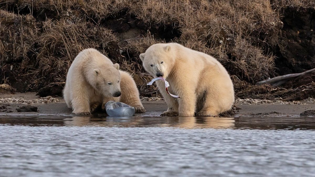 Studie: Ledním medvědům hrozí do konce století vyhynutí. Záleží na nás