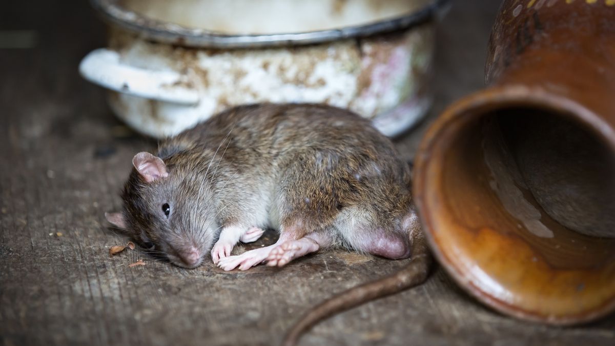 V Jihlavě je nejvíc potkanů na sídlištích, ve středověkém podzemí nemají potravu