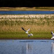 Podle ředitele Zvonaře je běžné, že se v případě špatných podmínek ryby převážejí z jednoho rybníka do druhého.