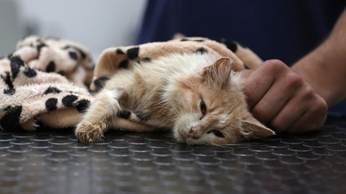 Fotky z Kypru: Veterináři marně hledají lék na epidemii, která decimuje kočky