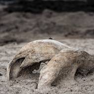 Vysoká čísla mrtvých slonů nejsou překvapivá vzhledem k obrovské velikosti sloní populace v Hwange.