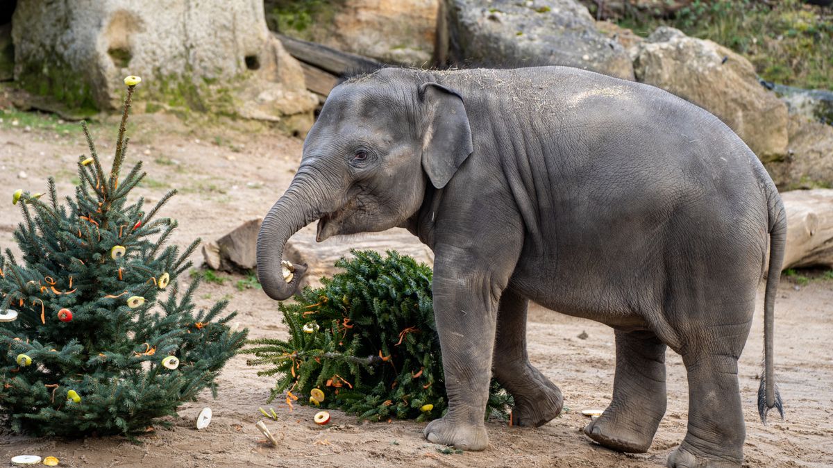 Slavnostní osvětlení či speciální krmení. Co zažít na Vánoce v českých zoo?