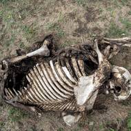 Slon vypije v průměru více než 200 litrů vody a sní asi 140 kilogramů potravy denně.