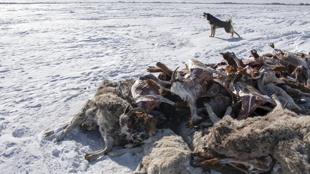 Fotky: Mongolsko trápí extrémní mrazy. Zahynuly už dva miliony kusů dobytka