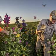 Mezi důvody mizení motýlů patří ztráta hnízdního prostředí, vymizení mléčnice (jediná potrava housenek) kvůli rozšiřujícímu se průmyslovému zemědělství podél jejich migrační trasy a v poslední době i změna klimatu. 