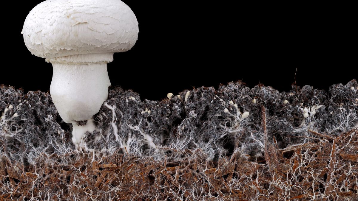 Podhoubí může být zázračný zelený materiál. V praxi naráží na problémy