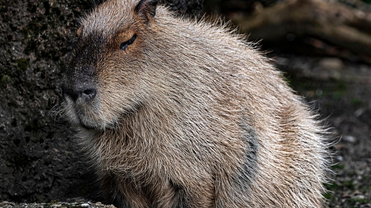 V pražské zoo se narodila čtyři mláďata kapybar