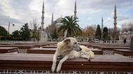 Turečtí islamisté prosadili „zákon o masakru psů“