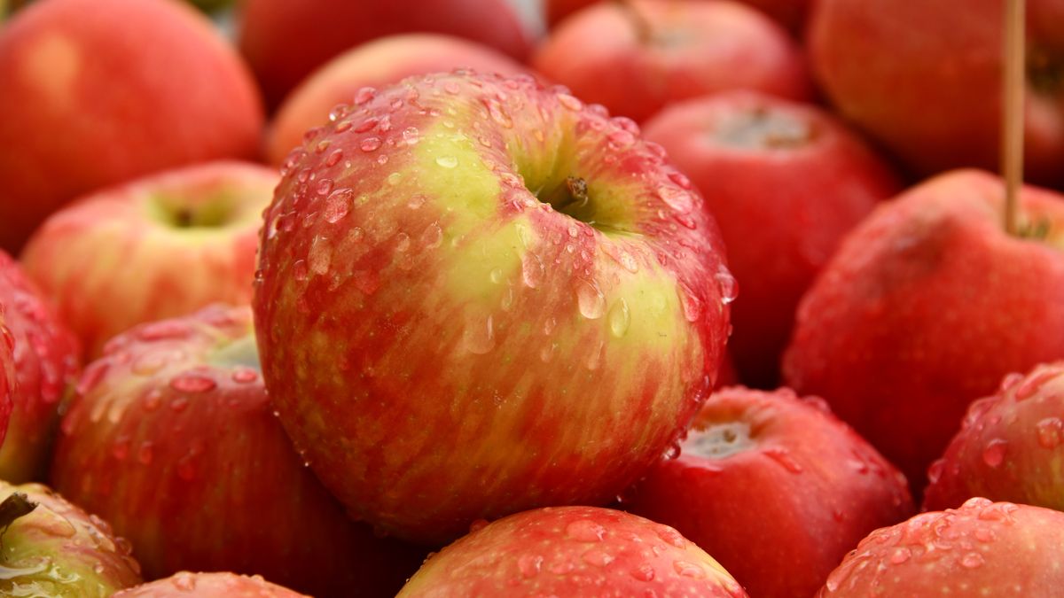 Úroda jablek má být letos podprůměrná, sadařům chybějí česáči