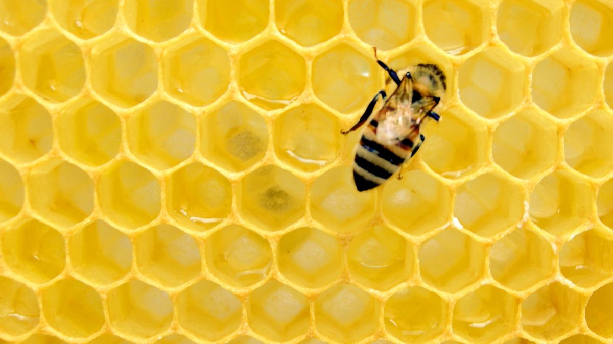Medu bylo loni nejméně za desítky let, produkce padla pod pět tisíc tun