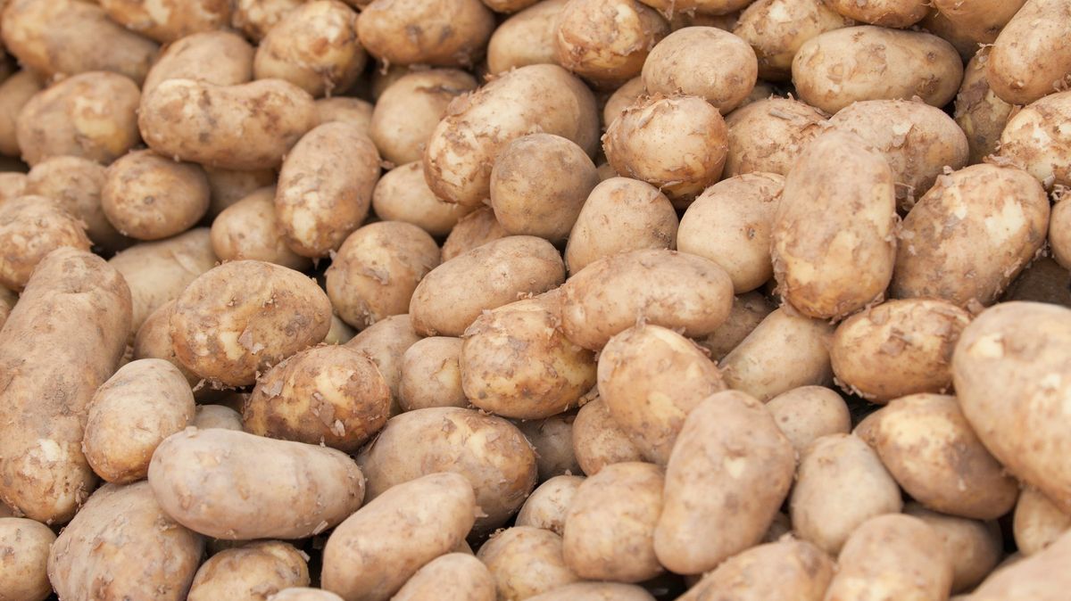 Za 30 let v Česku nevypěstujeme ani brambory, říká expert