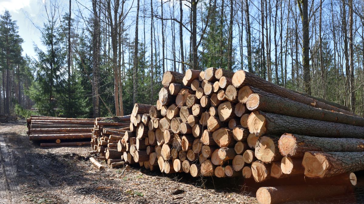 Lesy jsou plné kůrovcového dřeva, ale cena dřeva přesto roste. Proč?