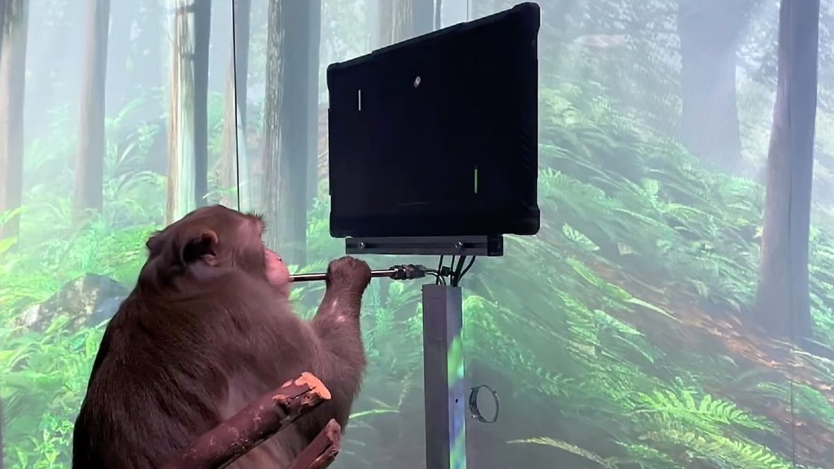 Firma Elona Muska ukázala opici, která hraje videohry jen pomocí mysli