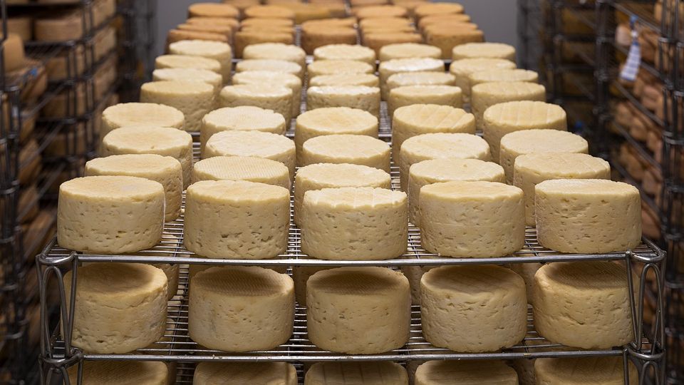 Co s odpadní syrovátkou při výrobě sýra? Palírny z ní vyrábějí alkohol