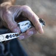 Fotografie břehule říční z pískovny na Karlštejnsku. Snímek vznikl během kroužkování ptáků.