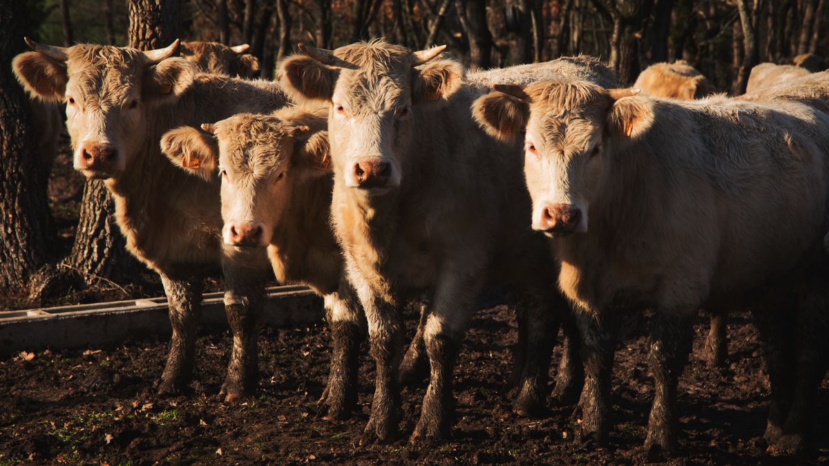 České lesy jsou plné krav, alespoň podle zemědělců