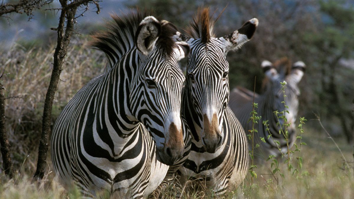 V Zoo Hodonín se narodilo mládě zebry, za několik měsíců jej čeká stěhování