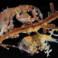 Samec (větší exemplář) a samice s vejci obojživelníka Podocerus variegatus na snímku Ricarda Martíneze.