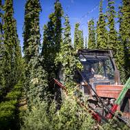 Jako první mezi chmel vyráží traktor se strojem, který automaticky otrhá zavěšené květiny chmelu.