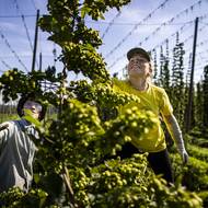 Práce na poli začíná před východem slunce a končí po západu. „Těžkou práci máme zpestřenou o pěkné scenerie přírody,“ pochvaluje si brigádnice Šárka.