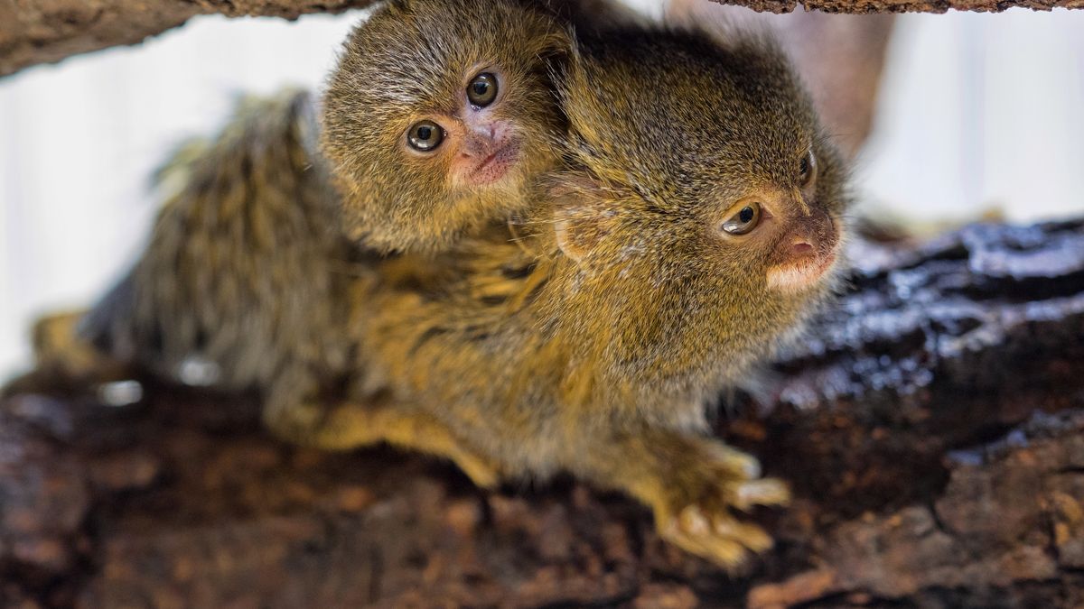 V olomoucké zoo se narodila dvojčata nejmenších opic na světě