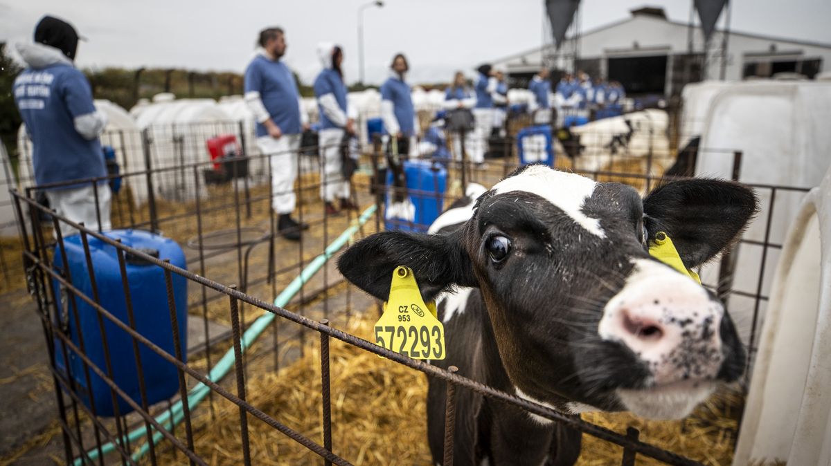 Fotky: „Neberte krávám telátka,“ žádali aktivisté a obsadili mléčnou farmu