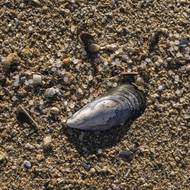 Sběr kuliček na plážích v severošpanělském regionu Galicie organizují především organizace na ochranu životního prostředí. Ty kritizují regionální vládu, kterou vede konzervativní Lidová strana, za to, že na problém dlouho nereagovala.