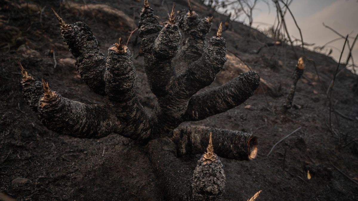 Foto: Bogotu zahalil kouř, k ničivým požárům přispěly i invazní druhy