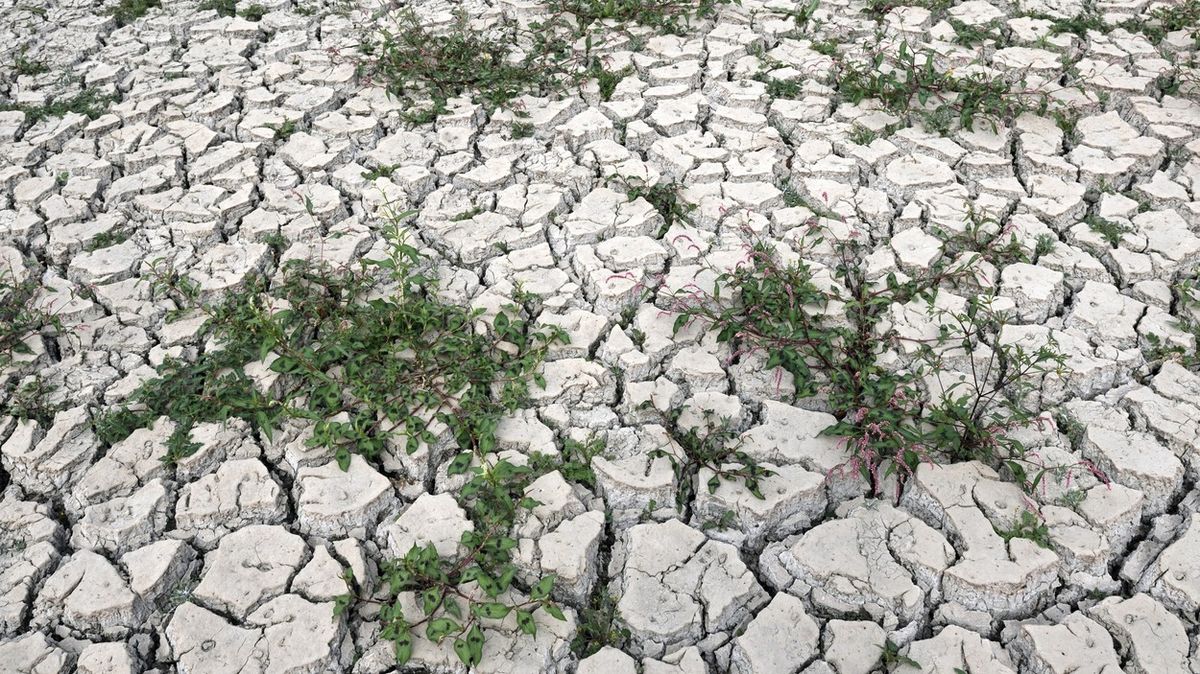 Sucho v Česku bylo nejhorší za 2100 let, přečetli vědci ze stromů