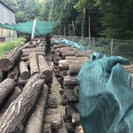 Podhoubí obsahuje nezbytně důležité živiny pro migraci mycelia z místa očkování do celé klády.