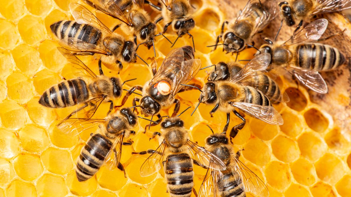 Plzeň přidá úly na magistrátních budovách. Loni daly včely městu 120 kilo medu