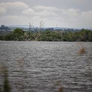 Osamocené ostrovy v nádržích jsou rájem pro chráněné druhy ptáků.