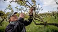 Lidé tomu nerozumí, říká šéf ovocnářů ke kritice odškodného