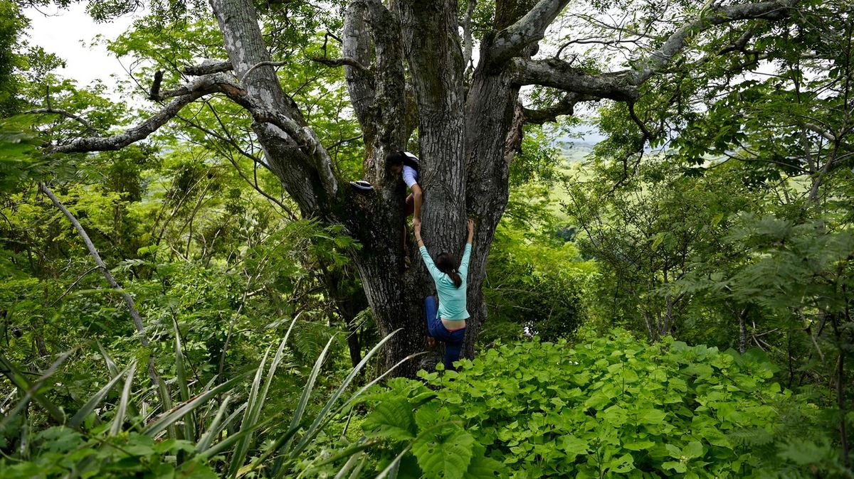 Fotky: Studenti hledají signál na stromech, aby se připojili k online výuce