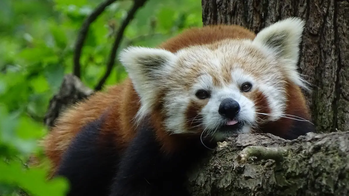 Zoo Ostrava Opusti Mlade Pandy Chovatele Veri V Dalsi Prirustek Seznam Zpravy