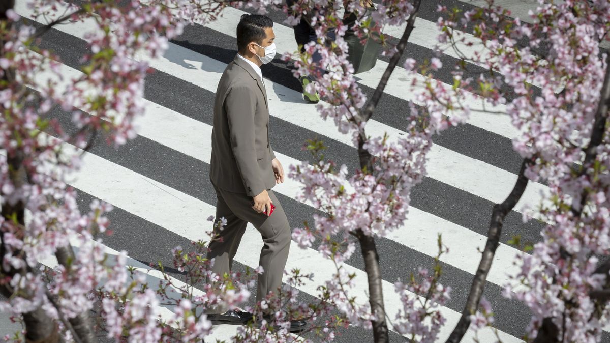 Fotky: Sakury jsou v plném květu. Jde to zcela mimo japonské tabulky