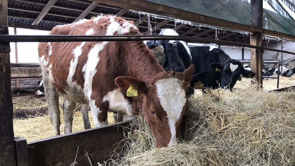 Je to vážné, ale lidé se slintavky a kulhavky bát nemusí, říká šéf chovatelů