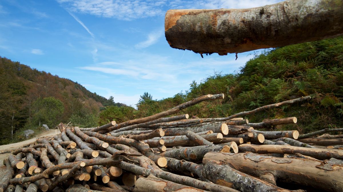Lídři se zavázali chránit lesy. Nově i Brazílie, co je už léta ničí nejvíc