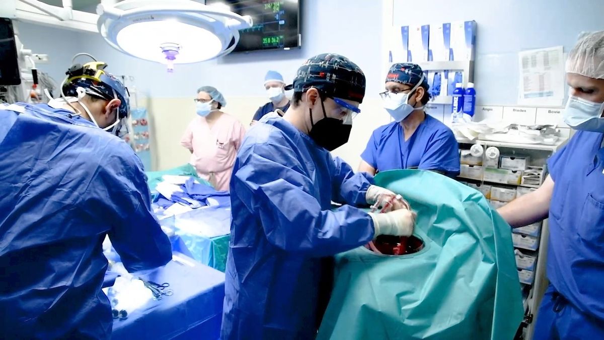 U zesnulého muže po transplantaci prasečího srdce byl objeven zvířecí virus