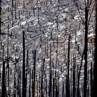 Zatímco při častějším hoření hrabanky zůstanou kmeny pouze očouzené, zde shořelo i masivní dřevo.