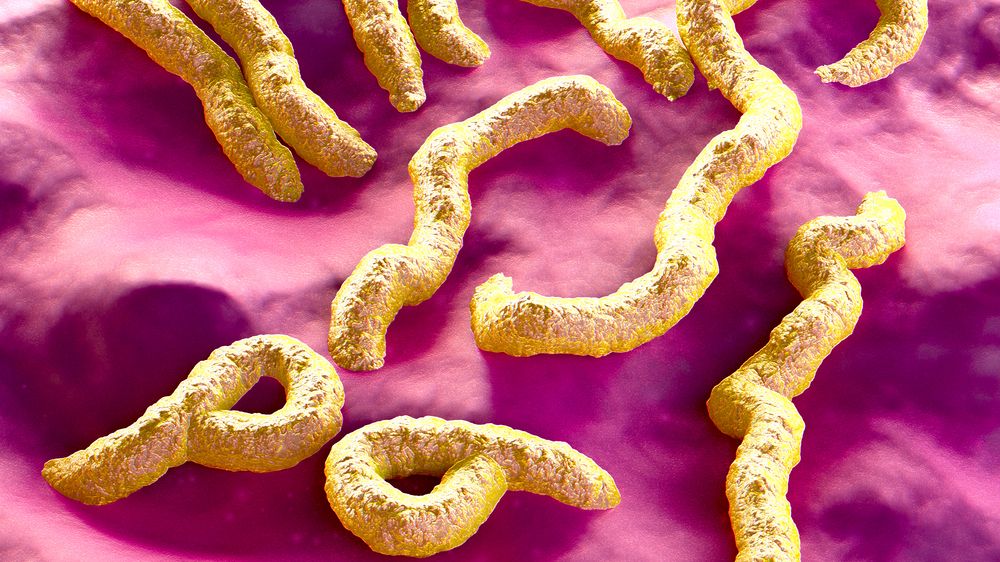 WHO vyhlásila v Ghaně epidemii kvůli viru marburg