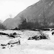 Mrtví koně v Bílém průsmyku.