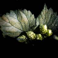 Sklizený chmel by měl mít zelenožlutou barvu.