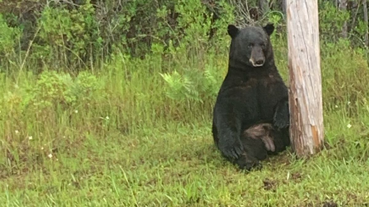 Nefoťte si medvěda v depresích, varuje floridská policie
