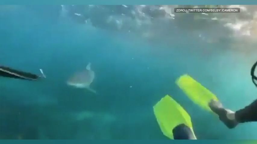 Sourozenci natočili obřího žraloka. Plaval přímo na ně