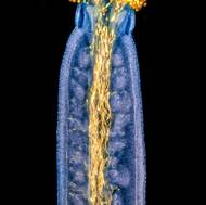 V soutěži také zabodoval snímek českého autora Jana Martínka. Na fluorescenční mikrofotografii lze vidět žluté pylové láčky prorůstající modrým pestíkem řeřichy thalské.