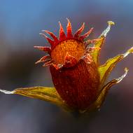 Na snímku je vidět drobný květ mechu, vyfocený Haraldem Cederlundvem ve švédském Ulleråkeru.
