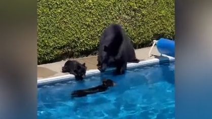 Video: V Kanadě je takové horko, že i medvědi vyrazili do bazénu