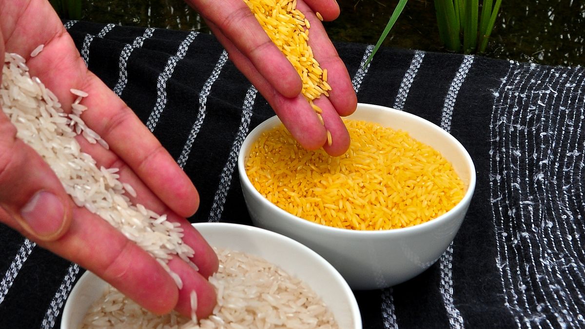 Geneticky upravená rýže může zachránit životy. Odpůrcům to nestačí