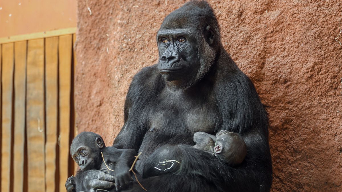 Nové gorilí mládě z pražské zoo je samička, dostala jméno Gaia
